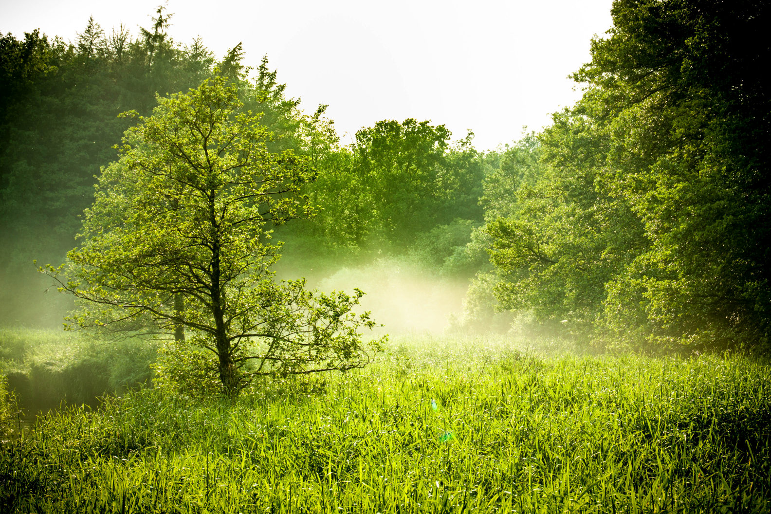 Der Mystische Wald Markus Sarunski